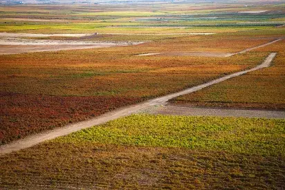 11 variedades diferentes, con un enfoque en la biodiversidad del viñedo.