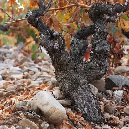 11 variedades diferentes, con un enfoque en la biodiversidad del viñedo.