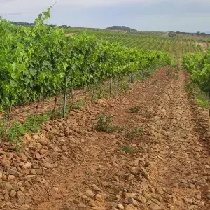 11 variedades diferentes, con un enfoque en la biodiversidad del viñedo.