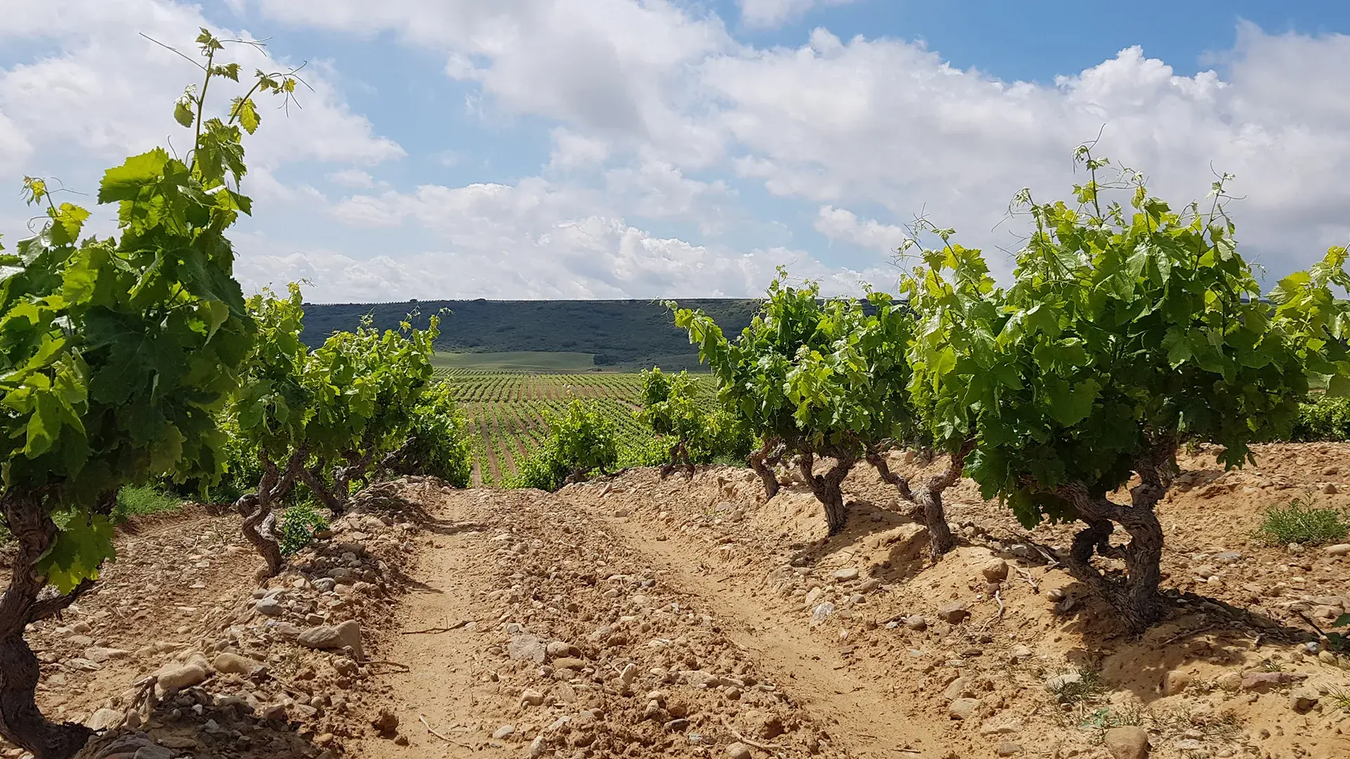 Montalvillo, sus viñas y sus vinos son parte de nuestro horizonte futuro; es el reflejo de la pasión por la tierra y el compromiso con el medio ambiente.