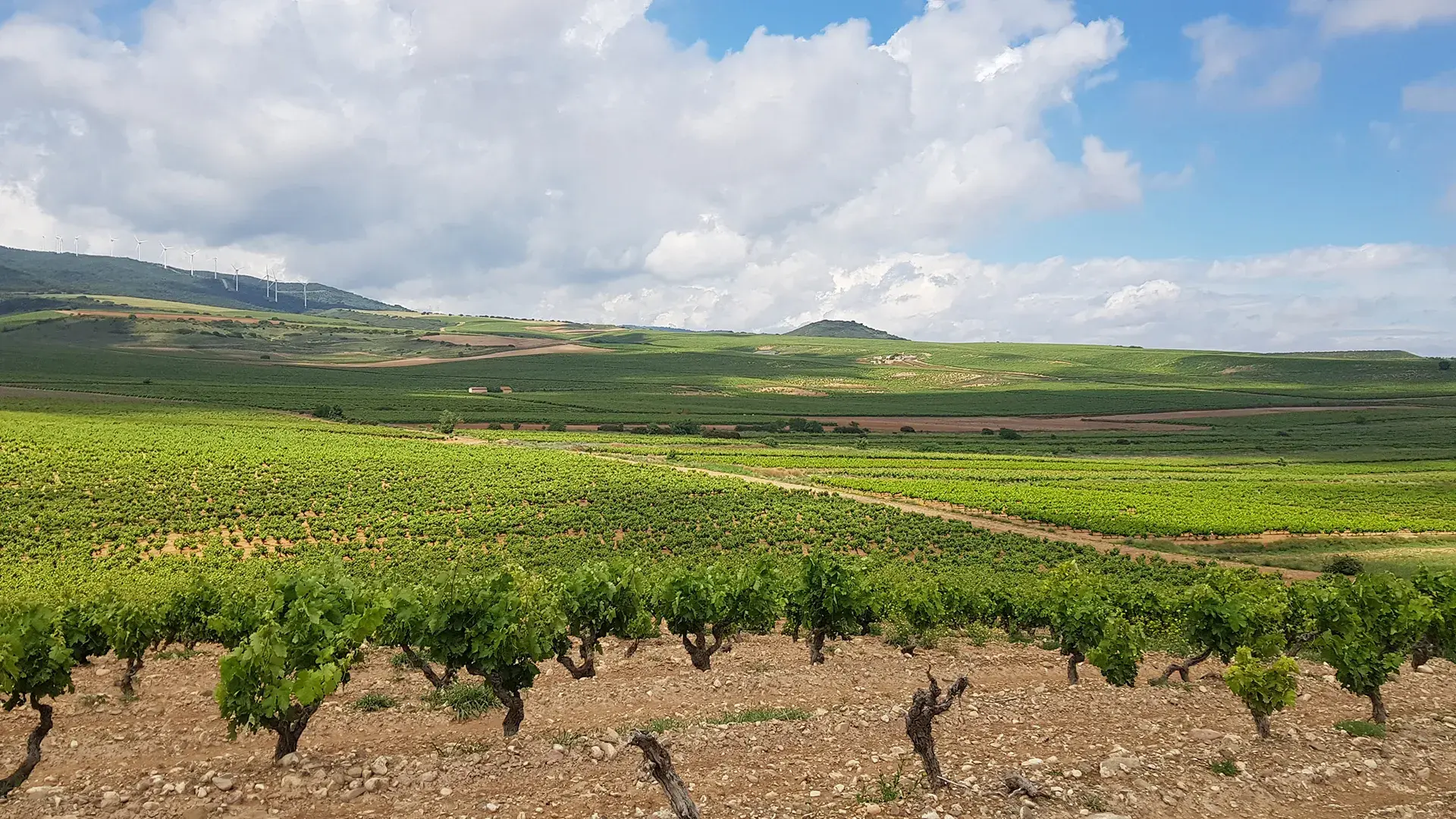 Montalvillo, sus viñas y sus vinos son parte de nuestro horizonte futuro; es el reflejo de la pasión por la tierra y el compromiso con el medio ambiente.