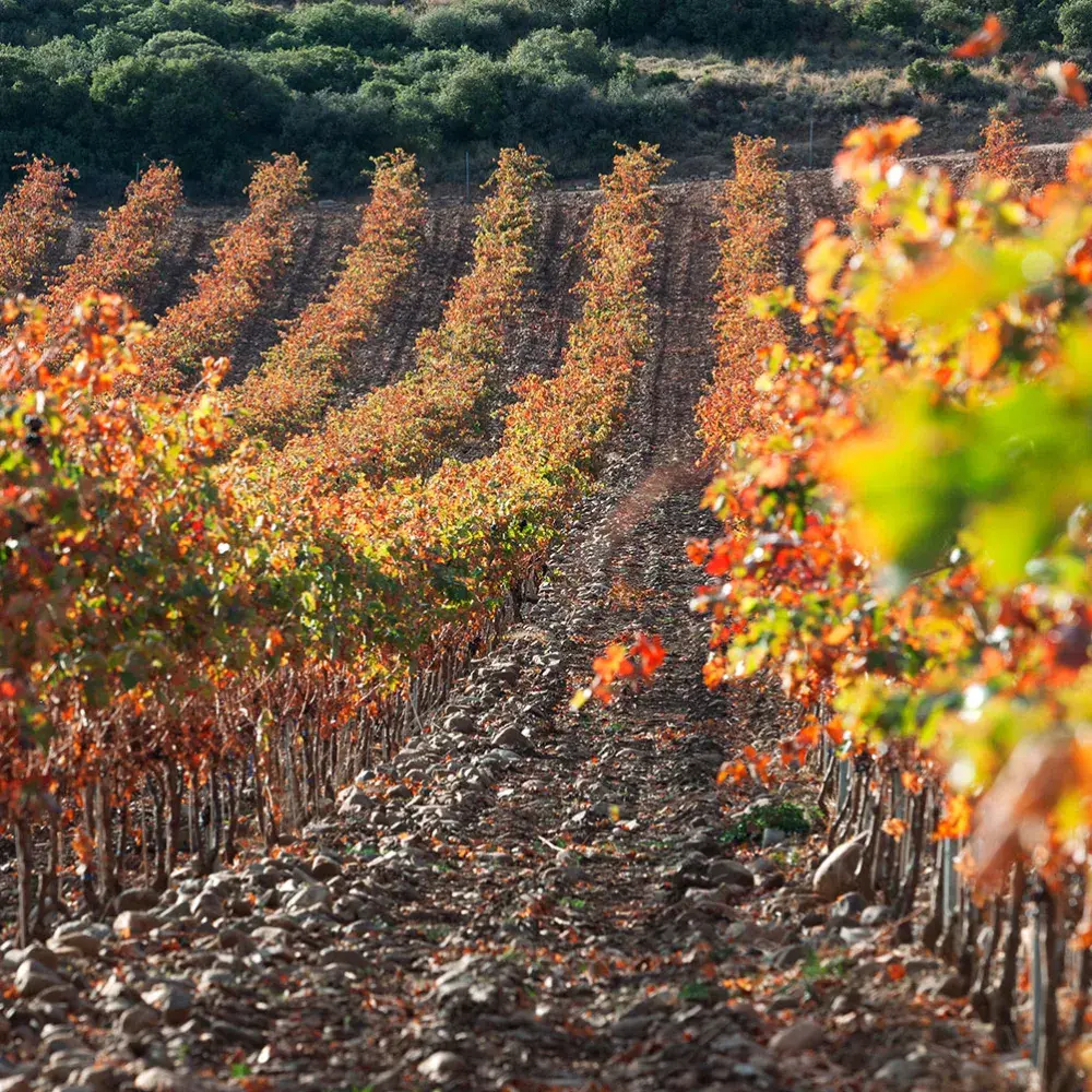 Descubre la finca