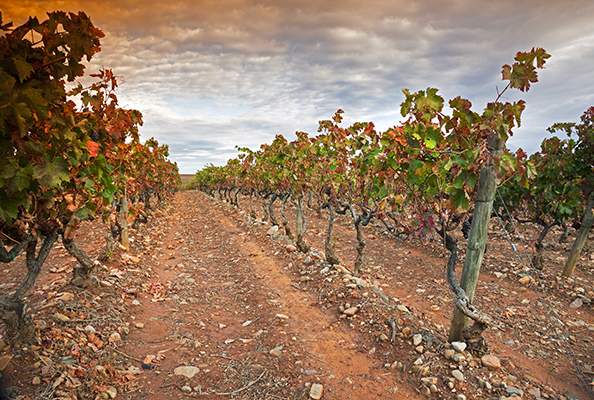 Viñedo